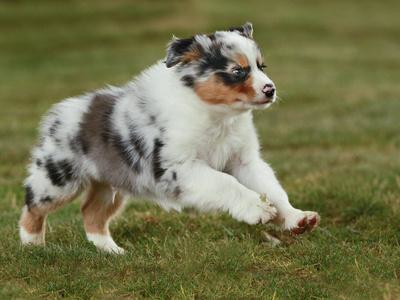 Australian Shepherd