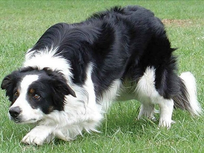 Border Collie