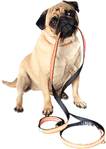 A pug patiently sitting with a leash in its mouth and waiting to go on a walk.