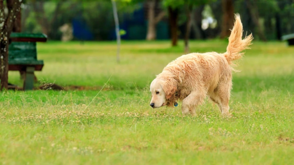 Golden Labrador Retreiver