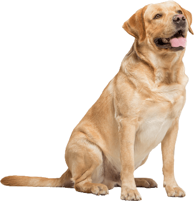 Image of a golden retriever