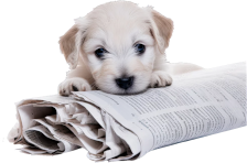 Puppy laying on rolled up newspaper.