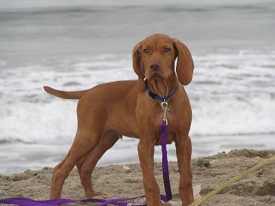 Vizsla